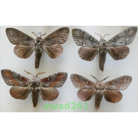 Dendrolimus pini (Linnaeus, 1758) 4xmale Poland69